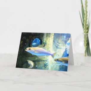 Fish and porthole holiday card