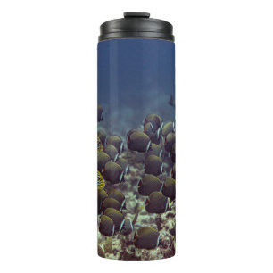 Fish at coral reef in the Oceanbackground,colourfu Thermal Tumbler
