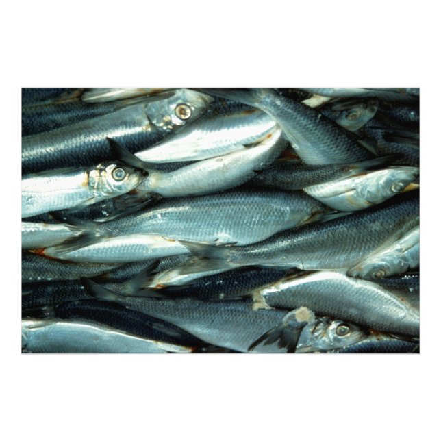 Fish Canvas Photo Print (Front)