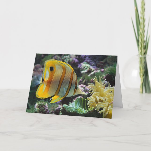 Fish Card (Front)