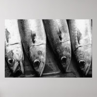 Fish closeup in black and white