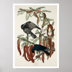 Fish Crow by Audubon Poster