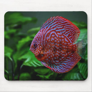 fish, discus, water mouse pad