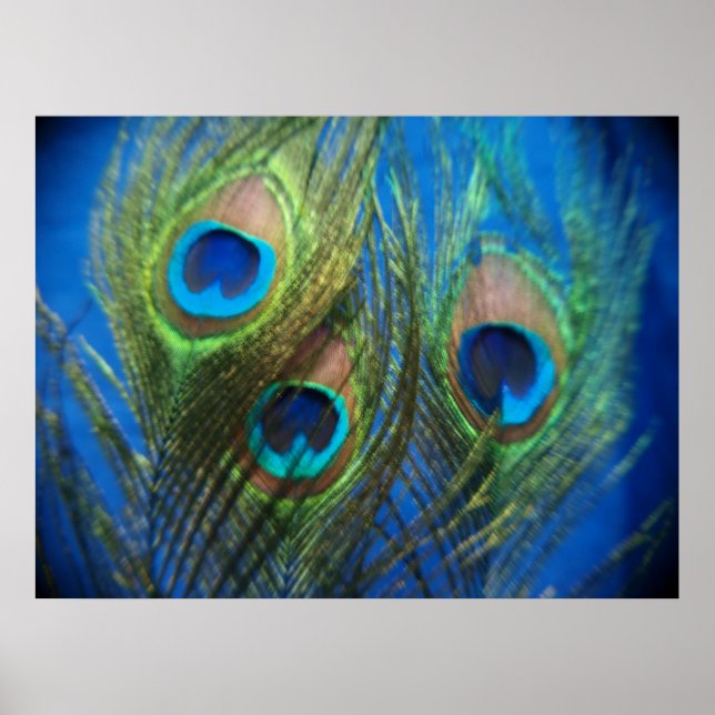 Fish Eye Peacock Still Life Poster (Front)