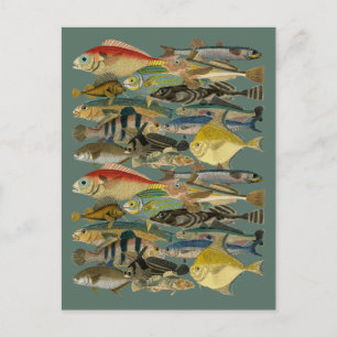Fish Fisherman Tropical Fish Ocean Exotic Fishing  Postcard