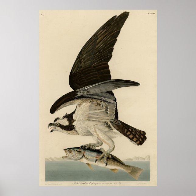 Fish Hawk, Osprey, from Audubon's Birds of America Poster (Front)