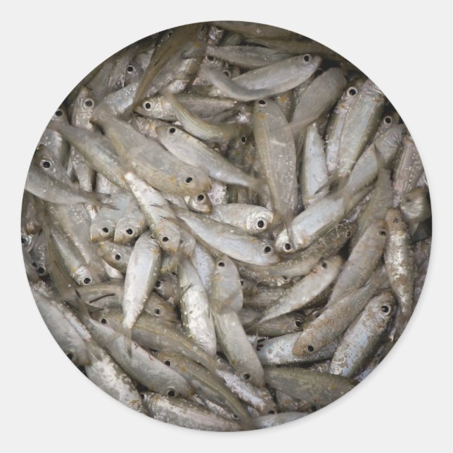 Fish in a Bucket Classic Round Sticker (Front)