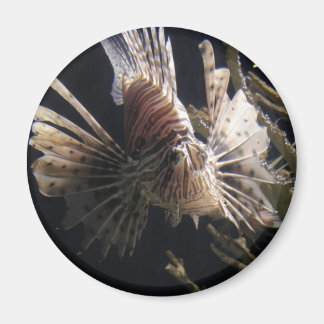 fish in depths of ocean magnet
