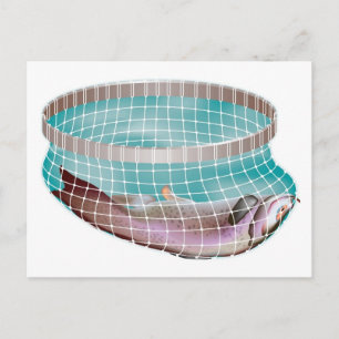Fish in Net Postcard