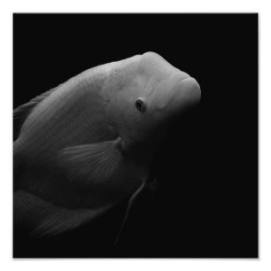 Fish in Tank - Black and White Art Photograph