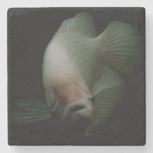Fish in Tank Portrait Stone Coaster
