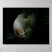 Fish in Tank