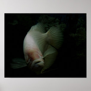 Fish in Tank Poster