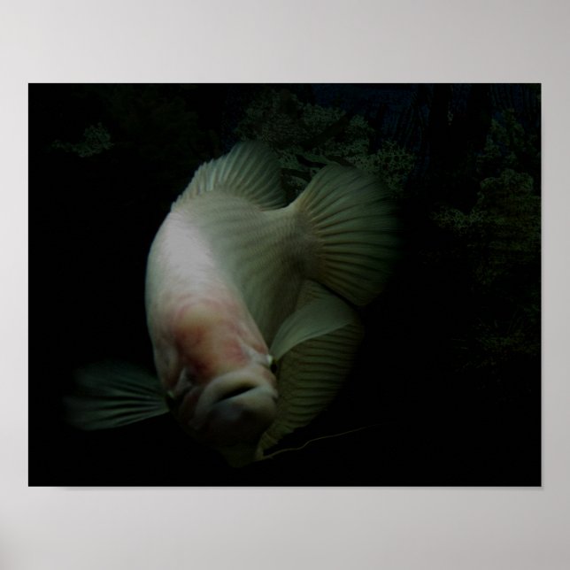 Fish in Tank Poster (Front)