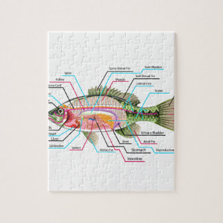 Fish internal organs Vector Art diagram Anatomy Jigsaw Puzzle
