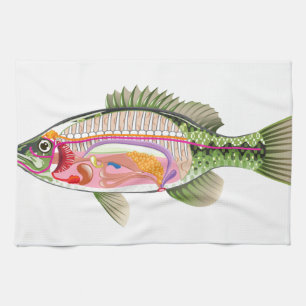 Fish internal organs Vector Art diagram Anatomy Kitchen Towel