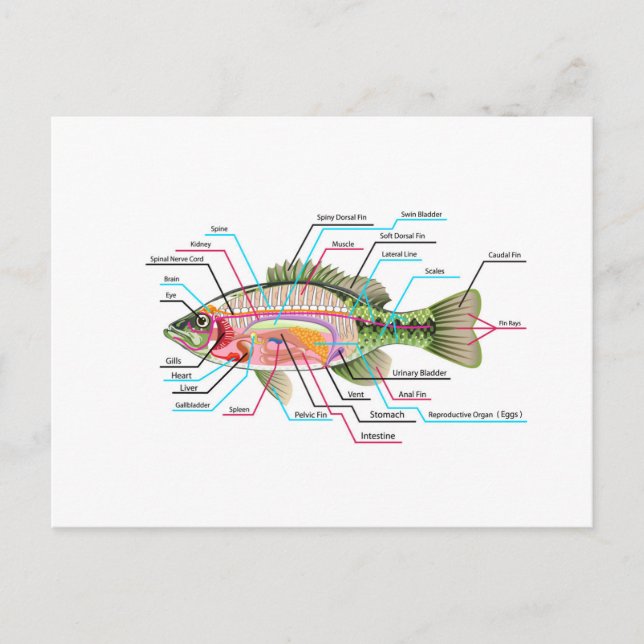 Fish internal organs Vector Art diagram Anatomy Postcard (Front)