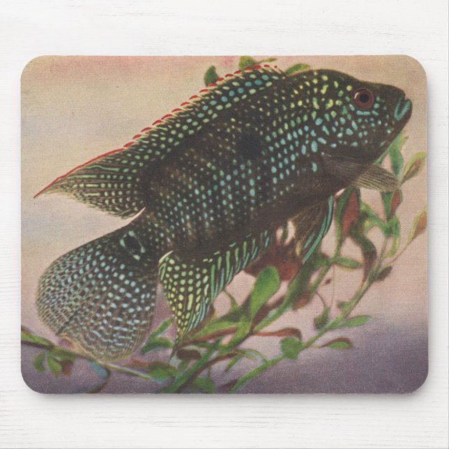Fish - Jack Dempsey - Archocentrus octofasciatus Mouse Pad (Front)