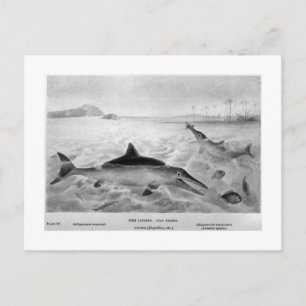Fish Lizards art postcard