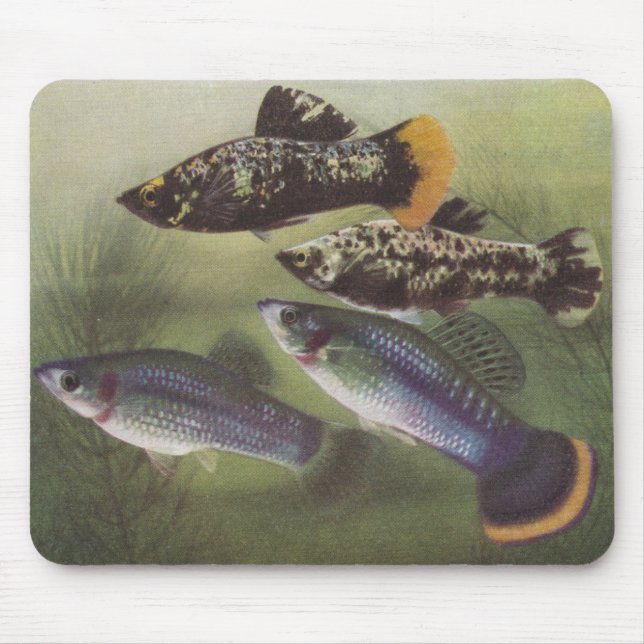 Fish - Mollies - Poecilia sphenops Mouse Pad (Front)