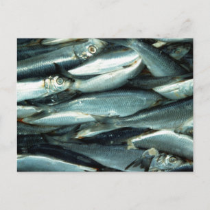 Fish Postcard