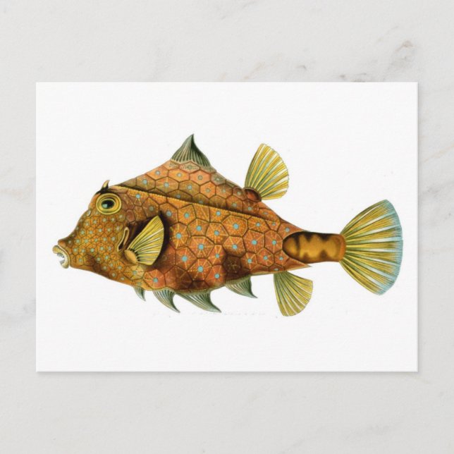 Fish Postcard (Front)