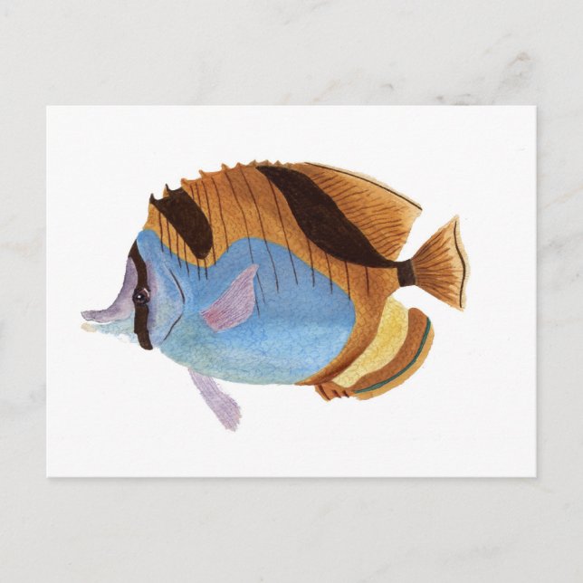 Fish Postcard (Front)