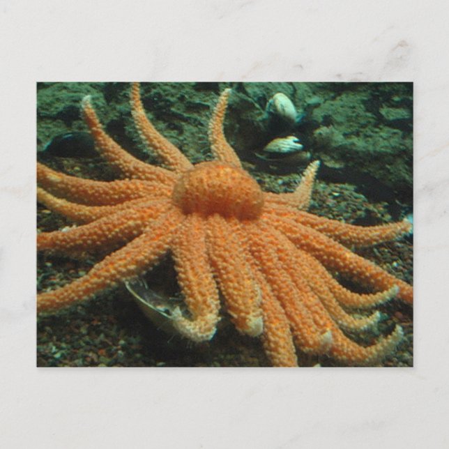 Fish Postcard (Front)