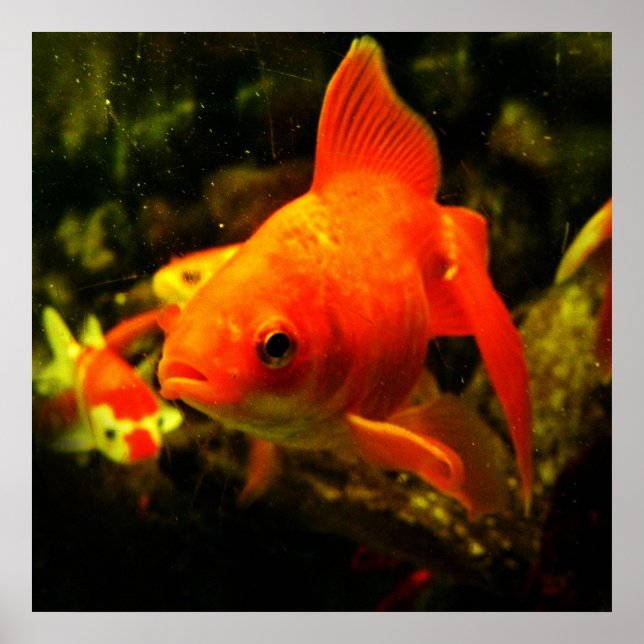 fish poster (Front)