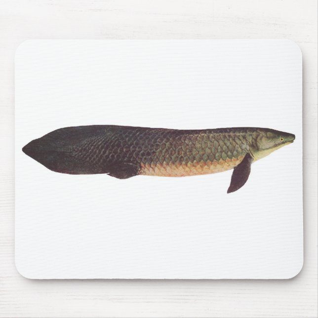 Fish - Qld. Lungfish - Neoceratodus forsteri Mouse Pad (Front)