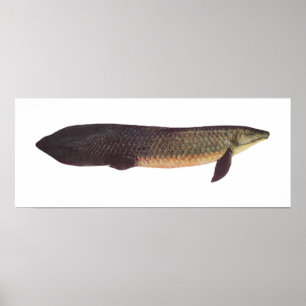 Fish - Qld. Lungfish - Neoceratodus forsteri Poster