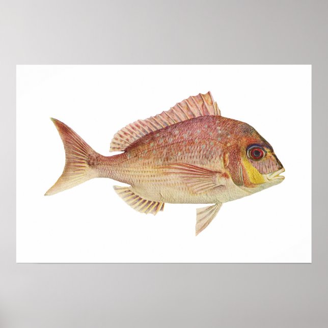 Fish - Red Bream - Chryosophrys guttuatus Poster (Front)