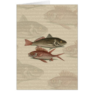 Fish Red Perch Fisherman Art