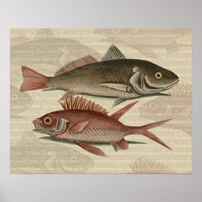 Fish Red Perch Fisherman Art Poster (Front)