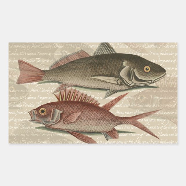 Fish Red Perch Fisherman Art Sticker (Front)