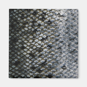 Fish Scales Magnet