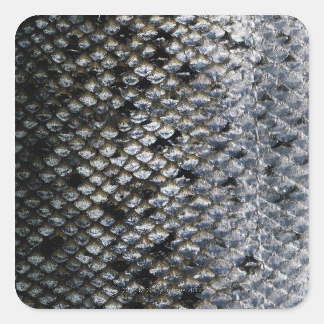 Fish Scales Square Sticker (Front)
