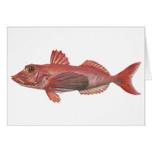 Fish - Sharp-Beaked Gurnard