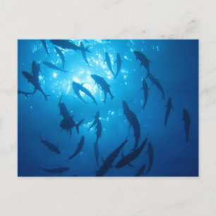 Fish Shoal Sunlight Under the Sea Holiday Postcard
