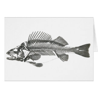 Fish Skeleton