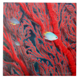 Fish swimming in coral tile