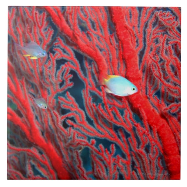 Fish swimming in coral tile (Front)