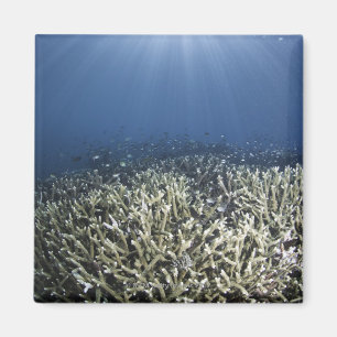 Fish swimming over dead reef magnet