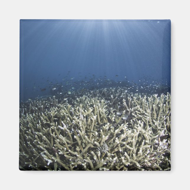 Fish swimming over dead reef magnet (Front)
