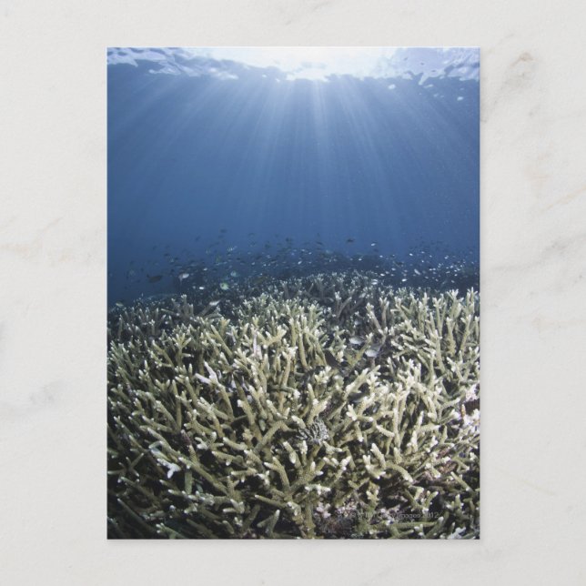 Fish swimming over dead reef postcard (Front)