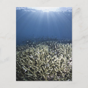 Fish swimming over dead reef postcard