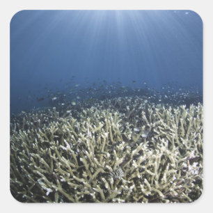 Fish swimming over dead reef square sticker