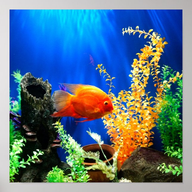 Fish tank aquarium poster (Front)