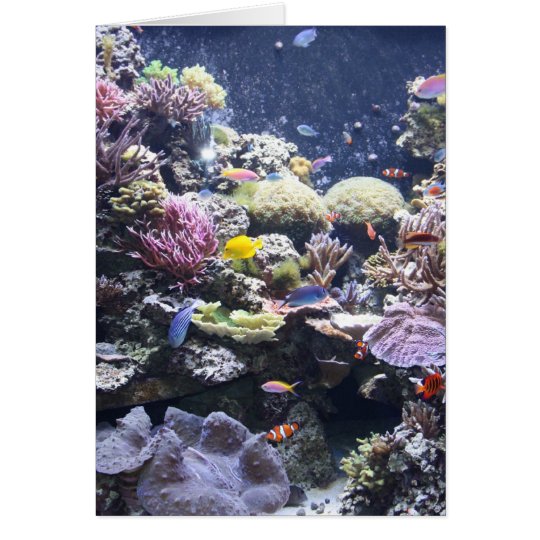 Fish Tank Card