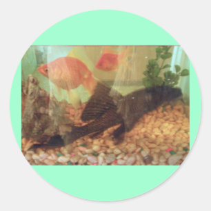 Fish Tank Sticker
